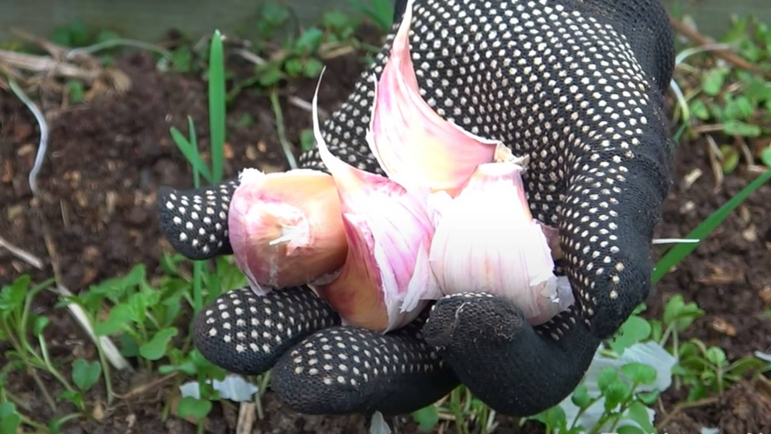Никогда не сажайте на эти грядки чеснок! Полезные советы для щедрого урожая! смотреть онлайн