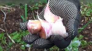 Никогда не сажайте на эти грядки чеснок! Полезные советы для щедрого урожая!