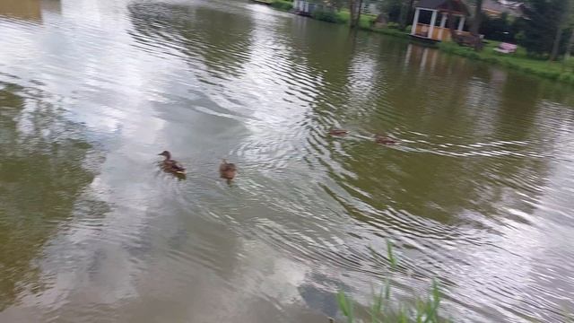 карп линь амур пополнение 20 августа 2025