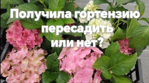 Получила гортензию перевалить или нет в больший объем?