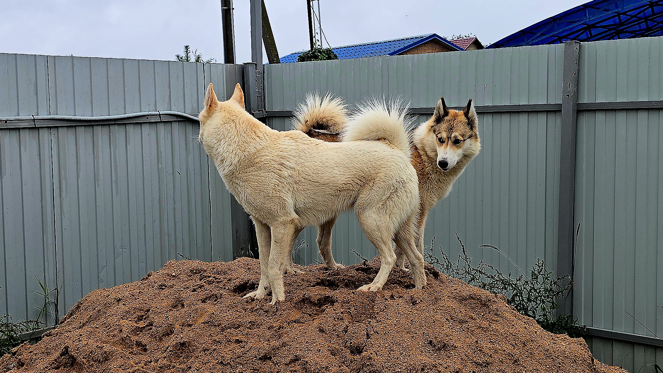 Белкунья готовится к свадьбе