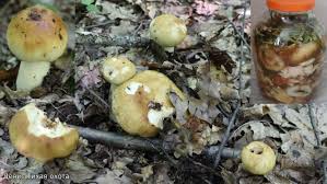 Засолка валуёв холодным способом | Как солить валуи смотреть онлайн