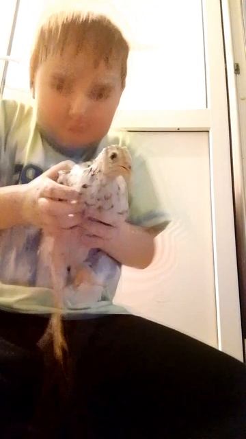 видео для чебурешки