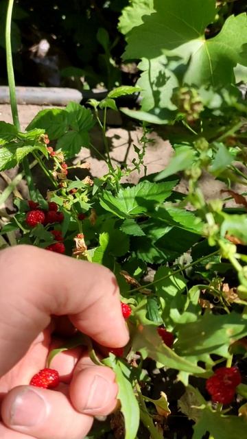 Шпинат Земляничный