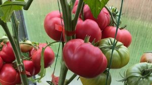 Дневник моих огородных дел. 16 августа 2025 глдп