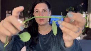 Сциндапсусы в природе: особенности и отличия