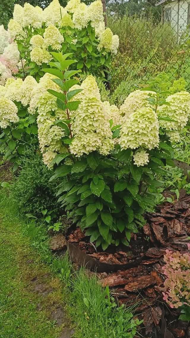 Опознали незнакомку)