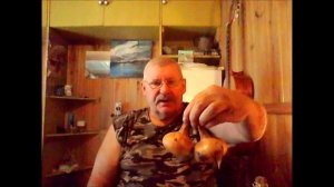 Лук сорт ШТУТГАРТЕН РИЗЕН