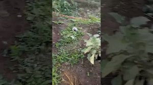 21-08-2025 сад от 15 августа