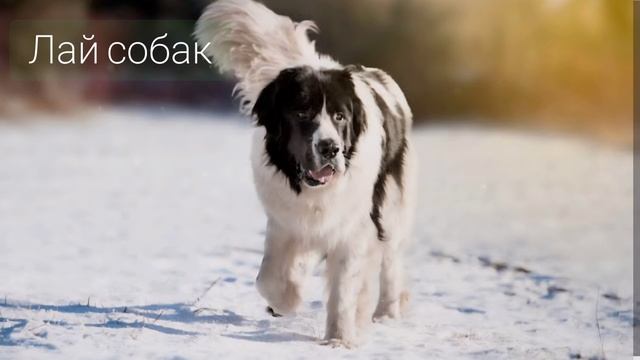 Лай собак, рычание разных пород смотреть онлайн