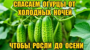 Чтобы огурцы росли до осени - спасаем от холодных ночей