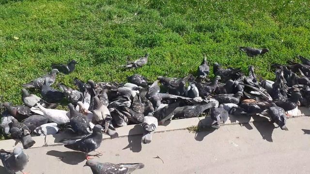 Голубиная битва за еду смотреть онлайн