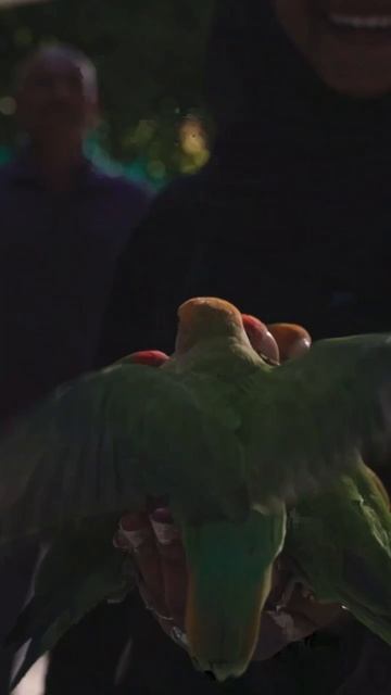 обзор отеля на Мальдивах Angsana Velavaru 5*