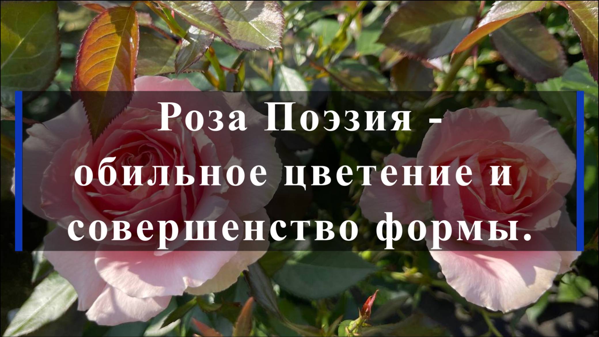 Роза Поэзия -обильное цветение и совершенство формы. смотреть онлайн