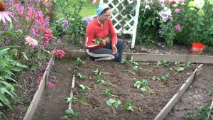 6 соток 18 августа 2025 года. 2 часть.