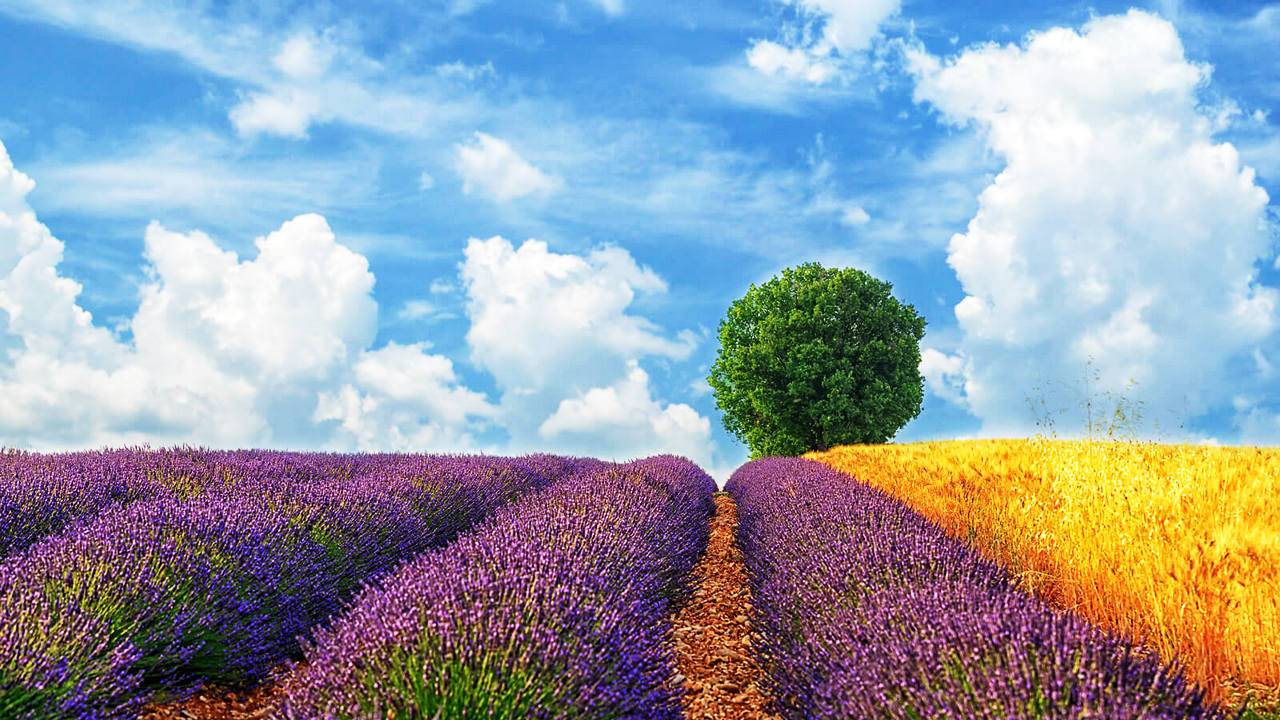 Лесные пейзажи фотографа Ларса ван де Гура. смотреть онлайн