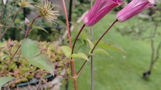 Клематис' Принцесса Диана' в нашем саду 2025 смотреть онлайн