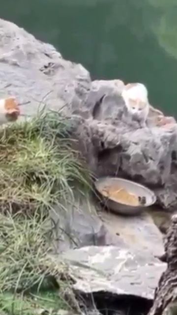 Лебеди защитили птичку от кошек смотреть онлайн