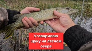 #100 #спиннинг Уговариваю щуку на лесном озере