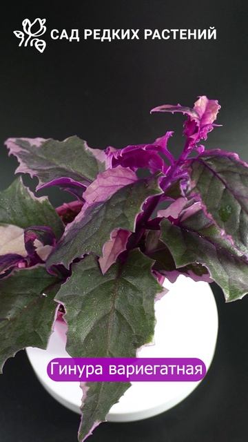 Гинура вариегатная - изумительной красоты комнатное растение #гинура #комнатныерастения #цветы