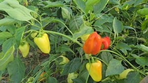 Очень ранний перец Джипси F1, Краснодарский край.