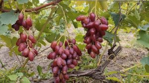 ЯМАЙКА . С МУСКАТОМ