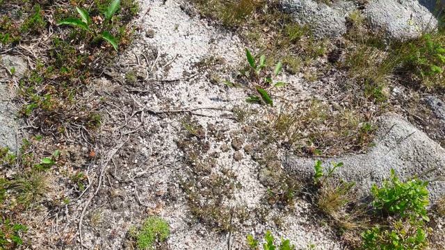 Муравьиная тропа