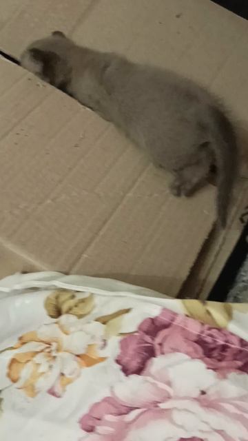 Ребёнок хочет спрыгнуть с крыши)