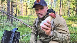 ГРИБЫ БОРОВИКИ И ДРУГИЕ, СОБИРАЮ ЧИСТЫЕ ГРИБЫ НА БОРУ. НЕТРОНУТЫЙ ЛЕС ГРИБНИКАМИ, ГДЕ ВСЕ???