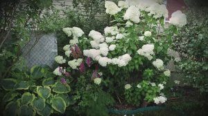 16 августа 2025 года мои цветы гортензии и не только, мой сад на даче в Тверской области. #гортензия