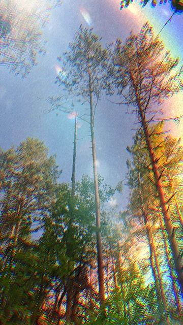 Стихотворение — «Шишка в полёте». смотреть онлайн