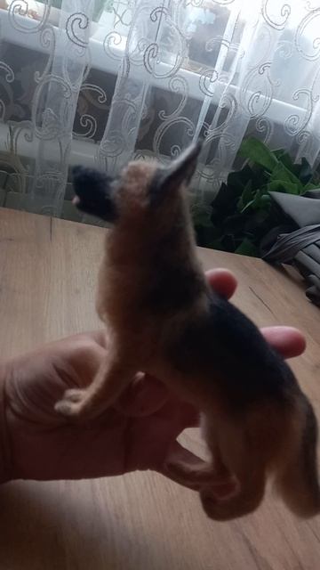 обзор фигурки овчарки,выполненной из шерсти