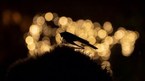 звуки природы. стрекочущий сверчок ночью. звуки для расслабления