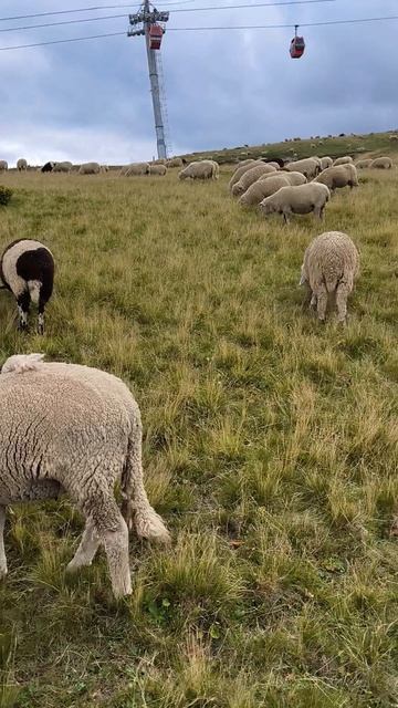 Отдых в Архызе. Первая встреча нашей кокер спаниеля Эльзы с овцами