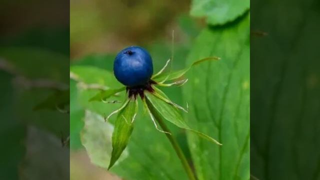 Вороний глаз