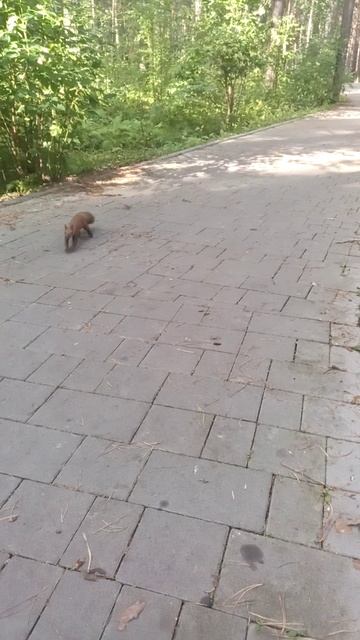 Бандиты с маленькой дороги 🤣 смотреть онлайн