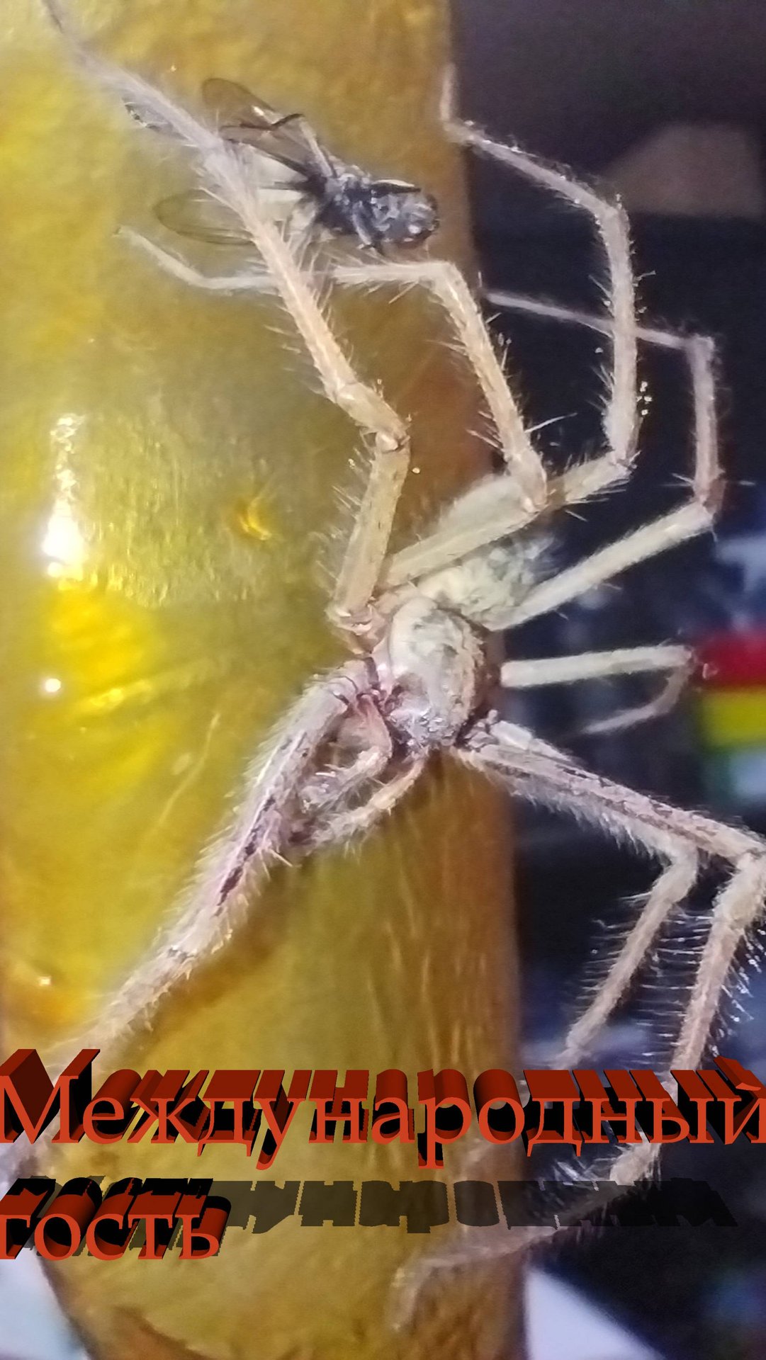 Паук-охотник из Австралии в Подмосковье  #Shorts # #паук #тростниковыйпаук #Heteropoda #Sparassidae