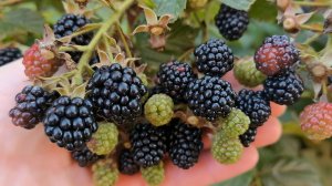 Ежевика завалит урожаем, если посадите этот сорт ежевики в своем саду!
