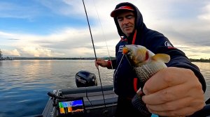 Вечёрка на Енисее. Хариус на соплю.