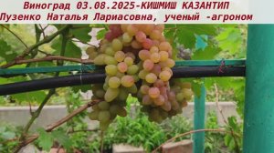 Виноград 03.08.25 КИШМИШ КАЗАНТИП 25 - знакомьтесь, крупноплодный кишмиш изумительного вкуса, ранний