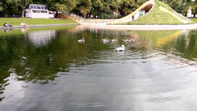 Лебедь шипун - интересные факты об этих замечательных птицах.