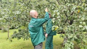 Услуги Агрономов по обрезке плодовых деревьев на дачных участках Москвы и МО. Звоните 8(495)6695223