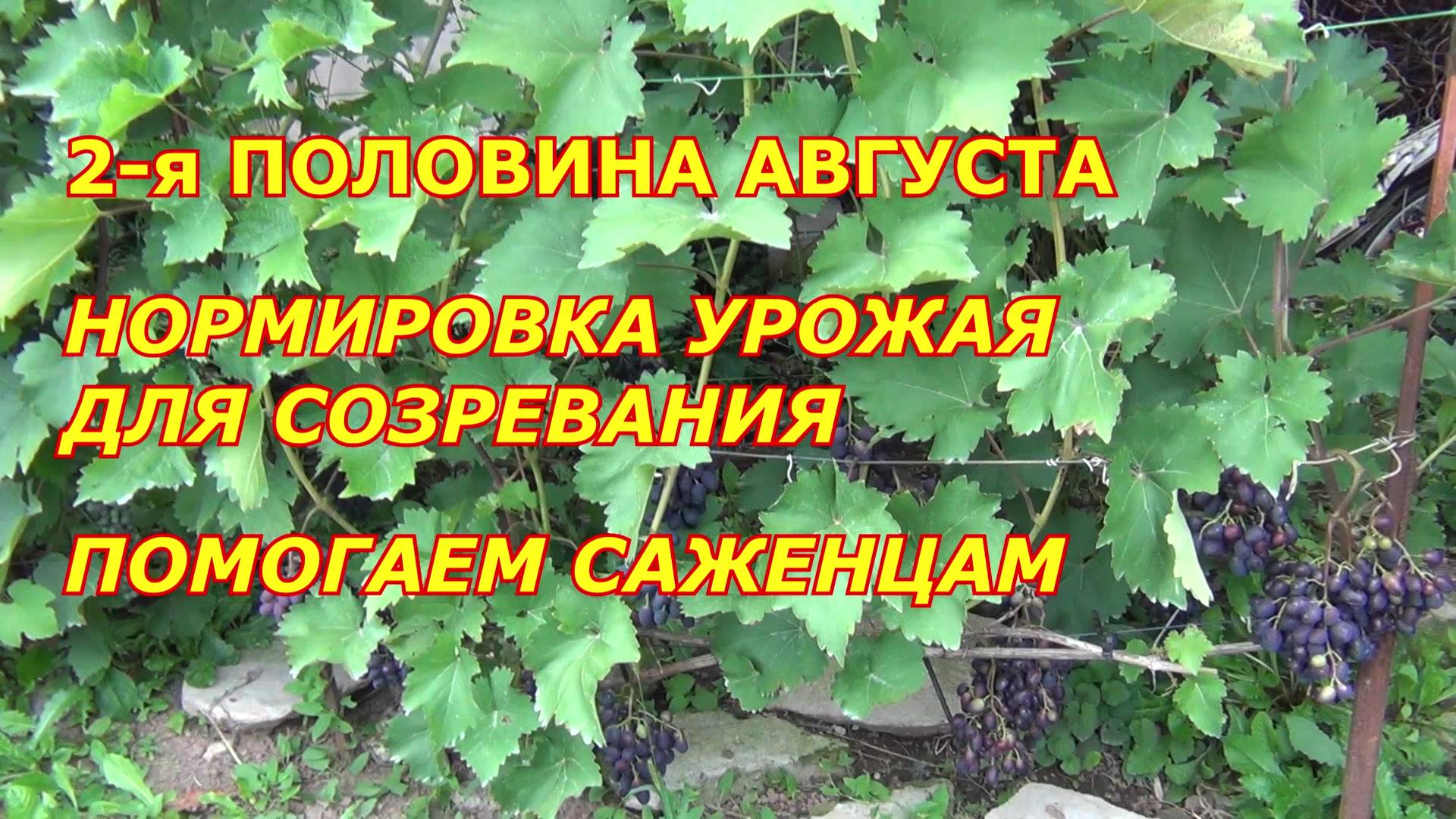 2-я половина августа. Нормировка ягодой для созревания. Помощь саженцам смотреть онлайн