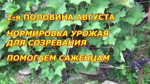 2-я половина августа. Нормировка ягодой для созревания. Помощь саженцам