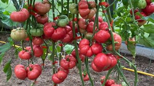 Дневник моих огородных дел. 18 августа 2025 года