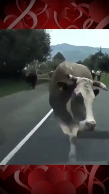 Корова на подиуме смотреть онлайн