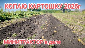 КОПАЮ КАРТОШКУ МИНИТРАКТОРОМ 2025