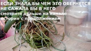 Помучилась с орхидеей, НО я ж упертая 😃. Достать корни 🤪. Большим орхидеям большие горшки.