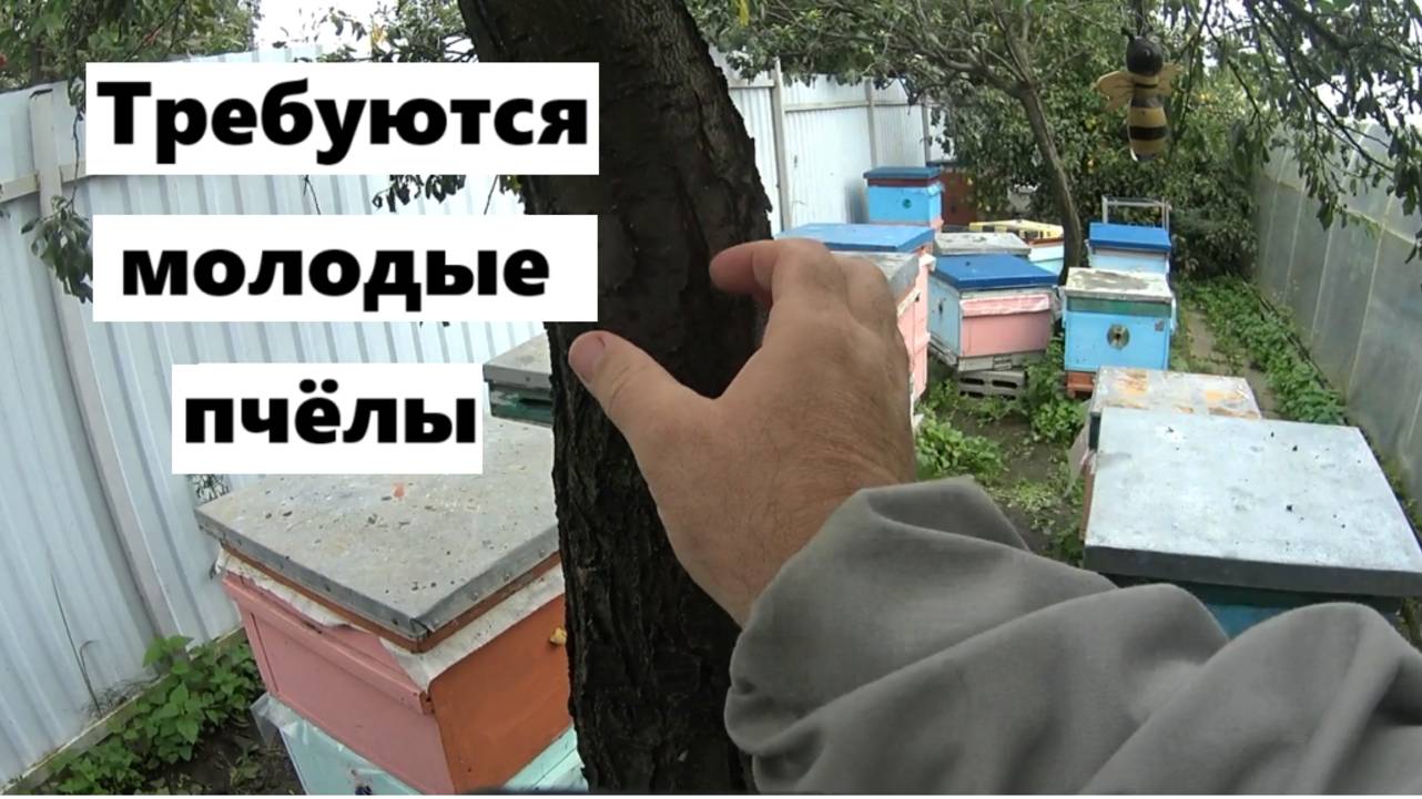 Остановка старения пчёл. смотреть онлайн