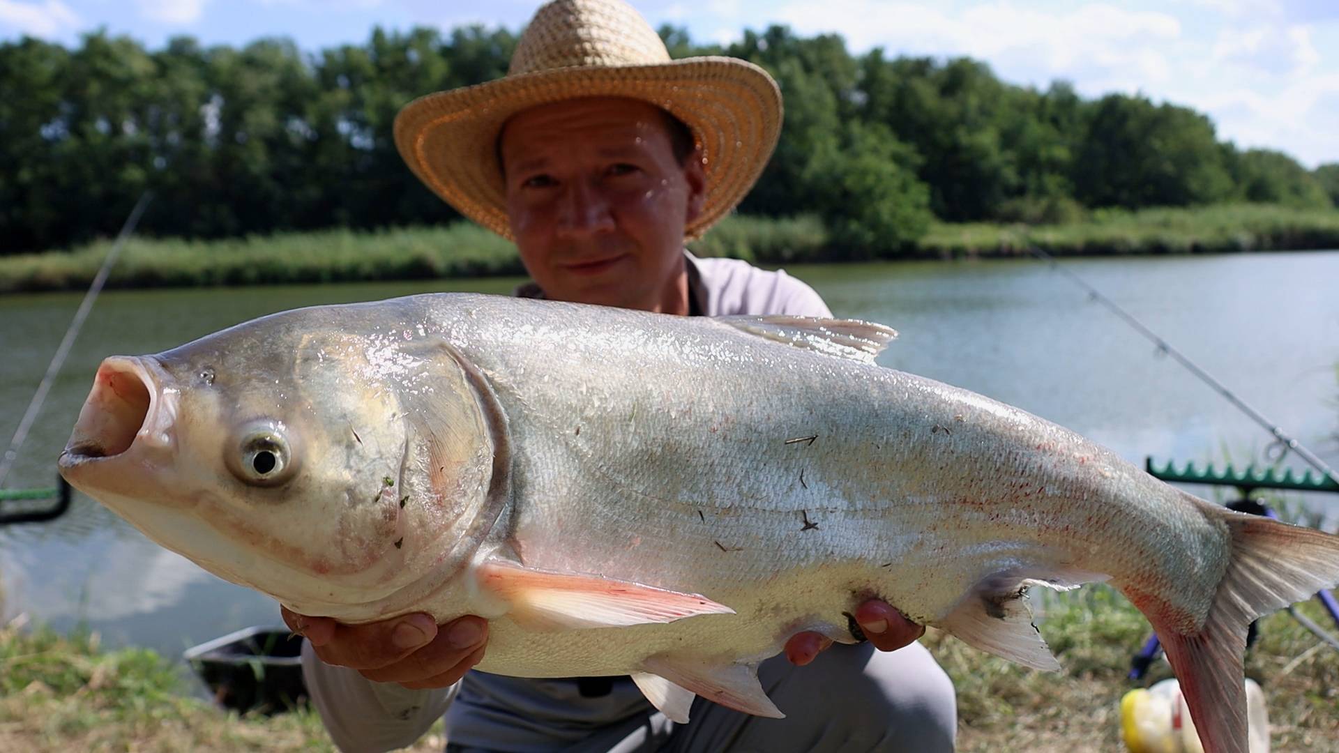 Ловля толстолобика на технопланктон смотреть онлайн